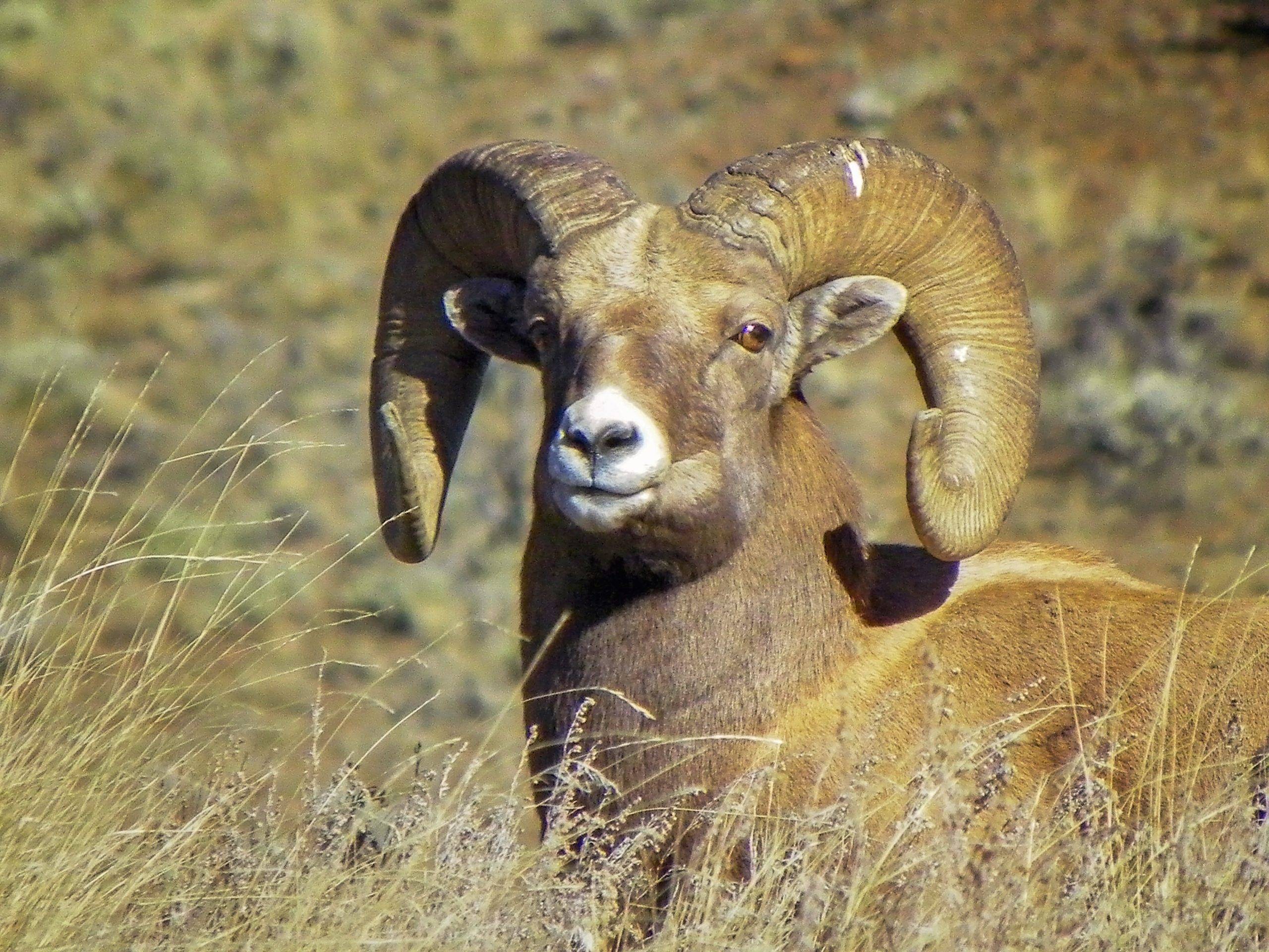 homepage Wyoming Wild Sheep Foundation