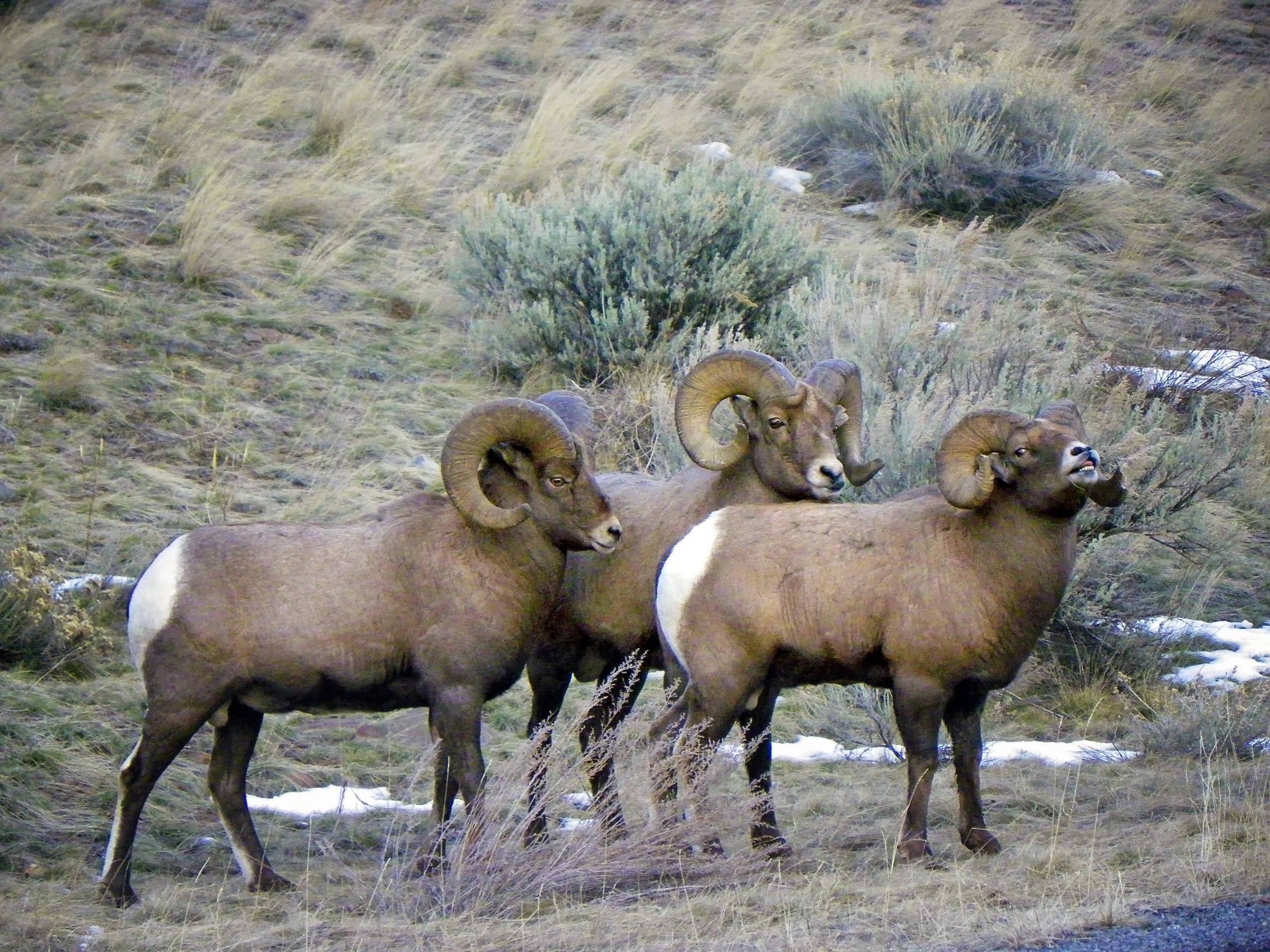 homepage Wyoming Wild Sheep Foundation