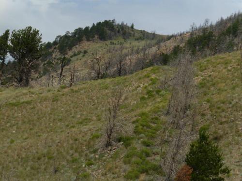 view-west-showing-grass-regrowing-after-the-recent-wildfire-1