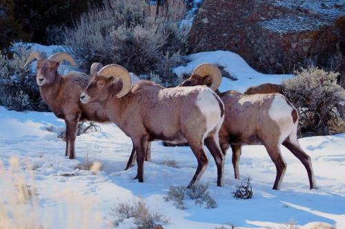 Bighorn-Sheep-NF-Hwy-Feb-2022-Ross-Gorman-00303a