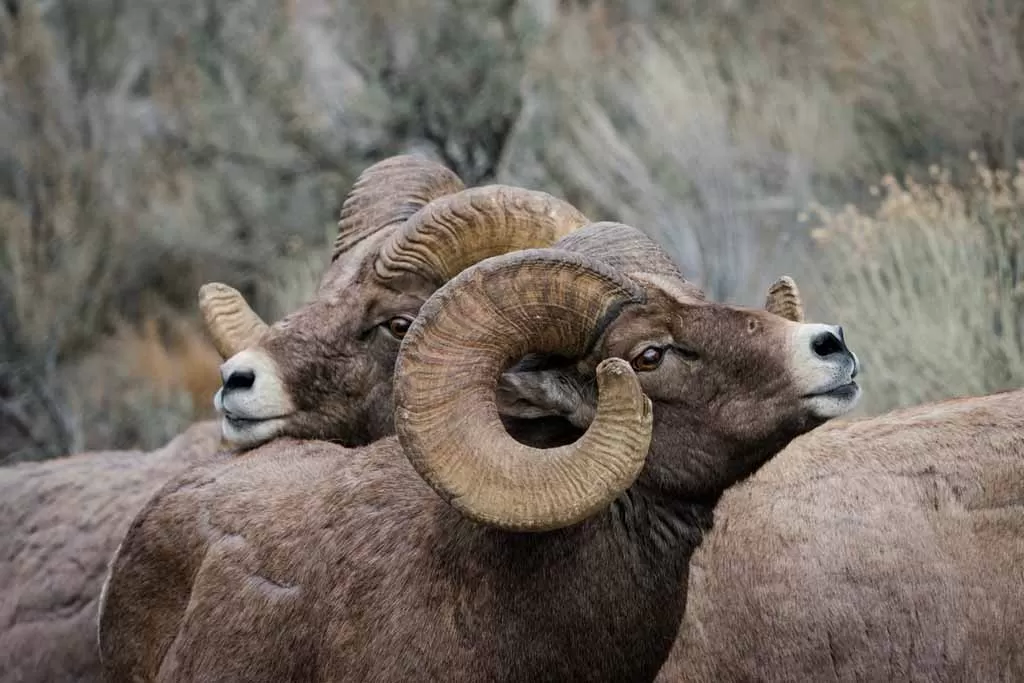 THE WYOMING WILD SHEEP FOUNDATION
